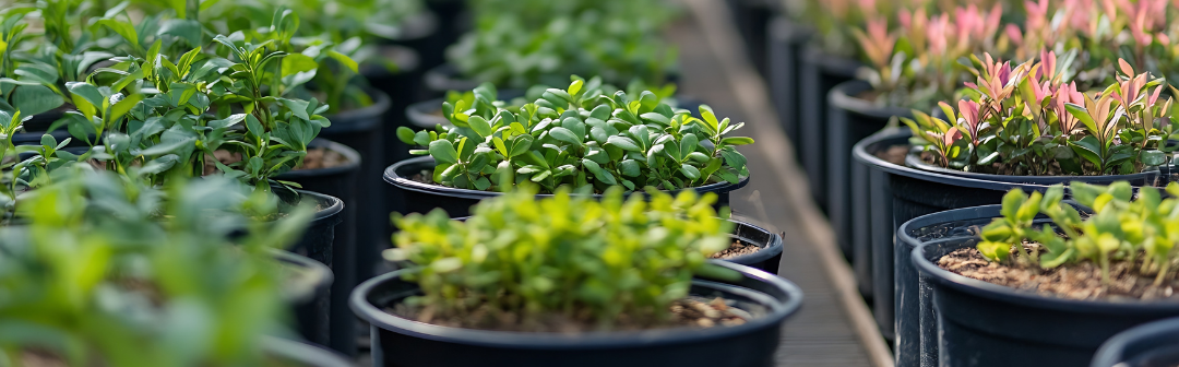 Plants