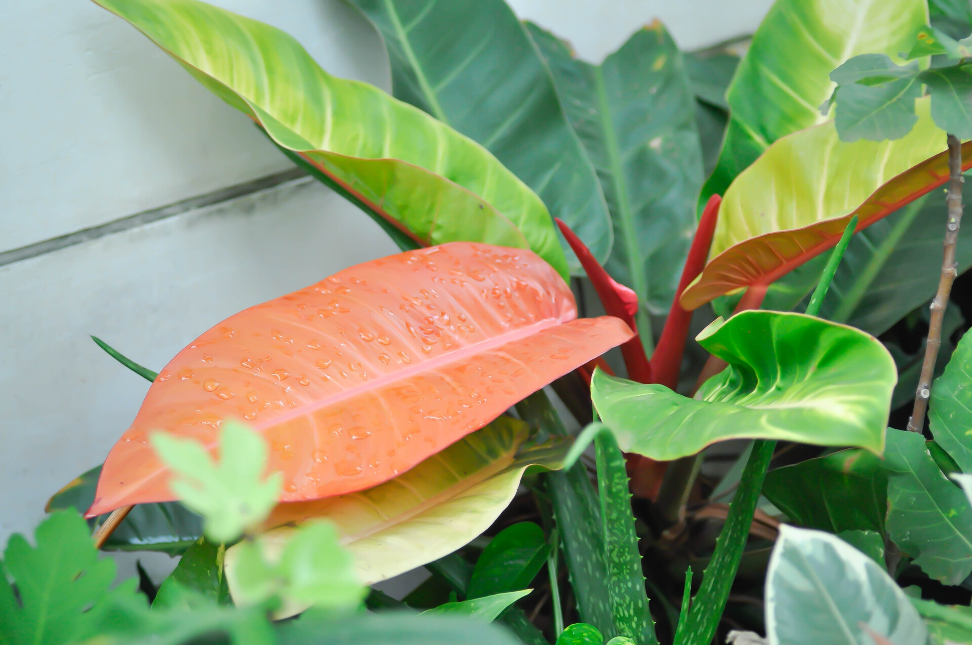 Selling Plants Online
