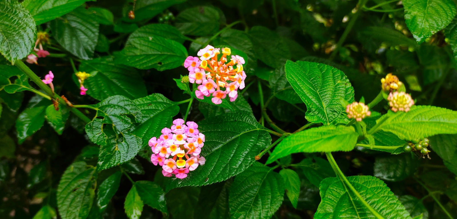 Selling Plants Online