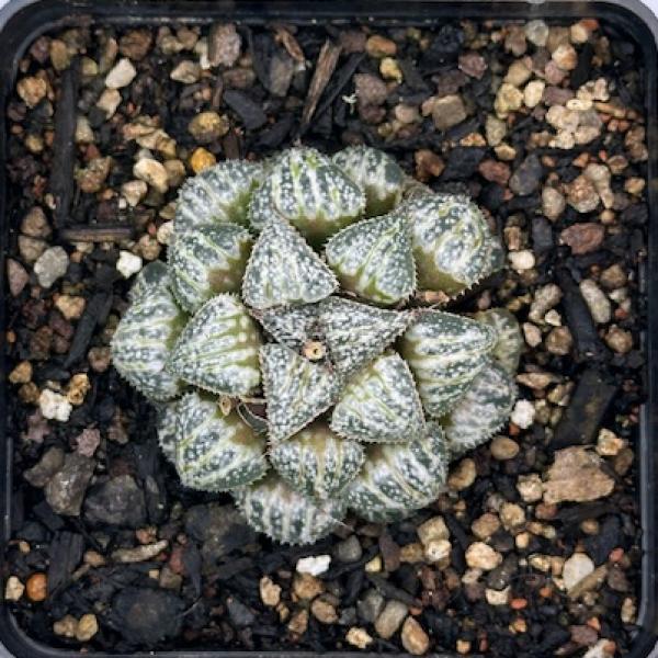 Haworthia 