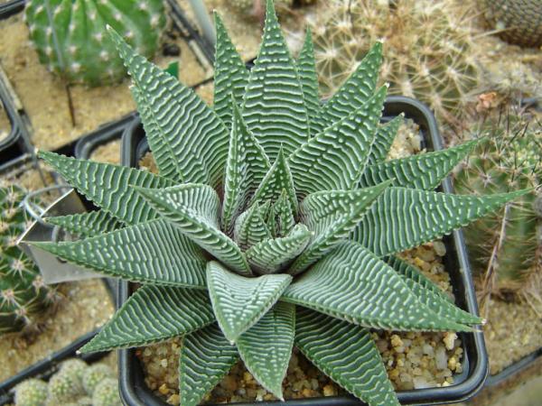 Haworthia limifolia 