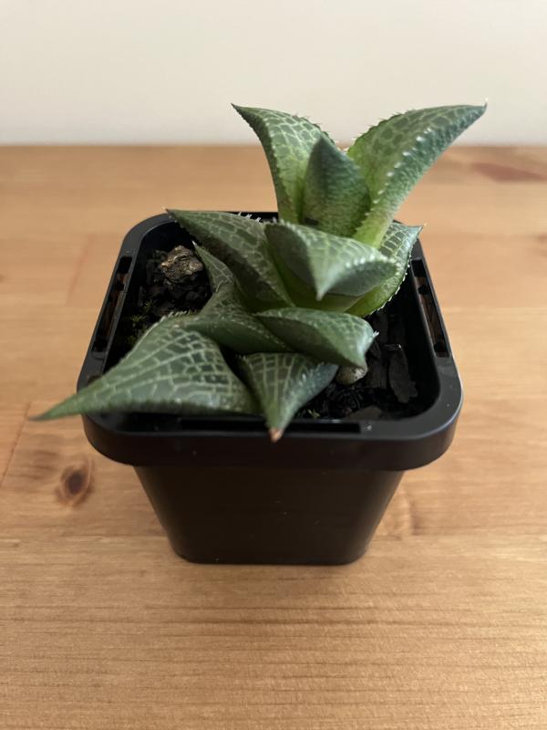 Haworthia tessellata