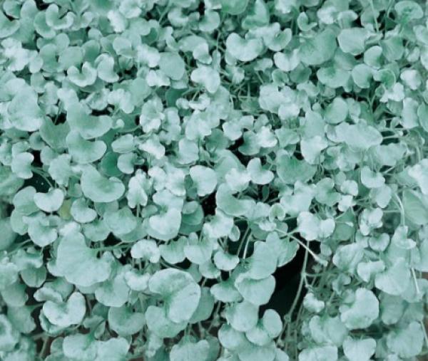 Dichondra Silver Falls