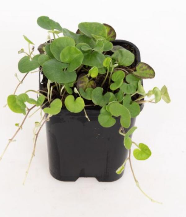 Dichondra reptans
