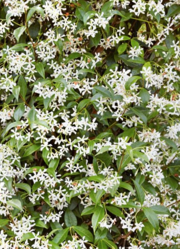 Trachelospermum jasminoides