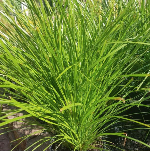 Lomandra Lime Tuff