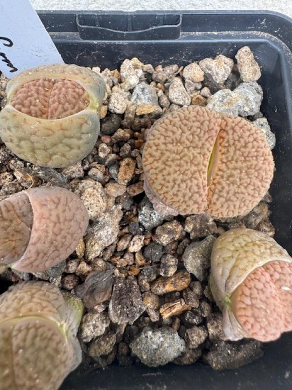 Lithops hookeri var. dabneri Kimberley form 