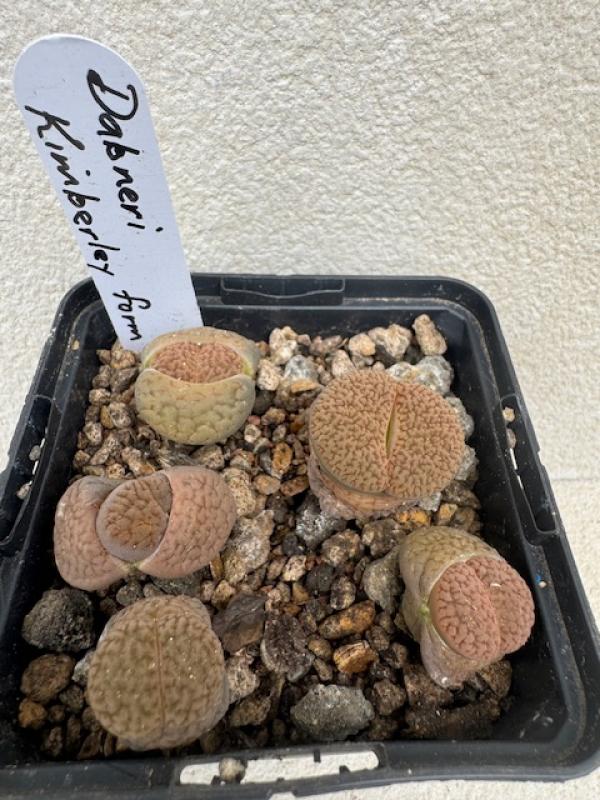 Lithops hookeri var. dabneri Kimberley form