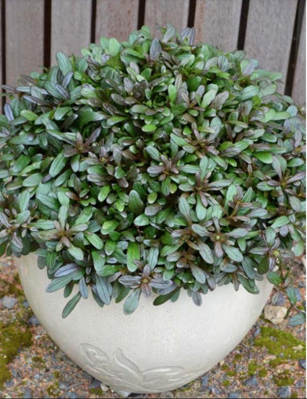 Ajuga Reptans