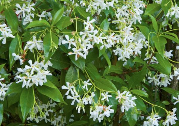 Trachelospermum jasminoides / Star Jasmine