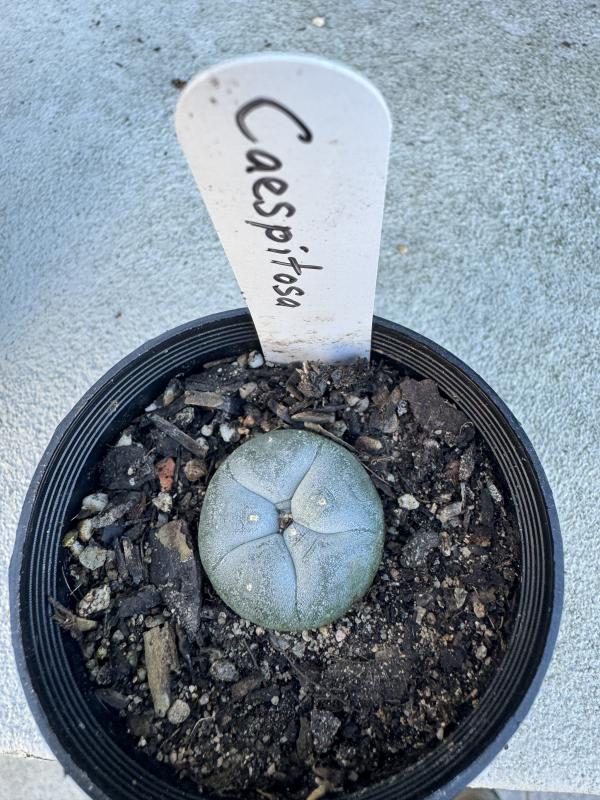 Lophophora williamsii var Ceaspitosa