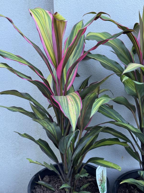 Cordyline fruticosa Kiwi