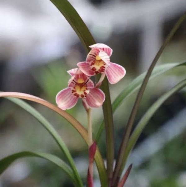 Cymbidium Hong Cao Hong He