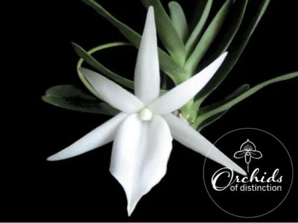 Angraecum didieri