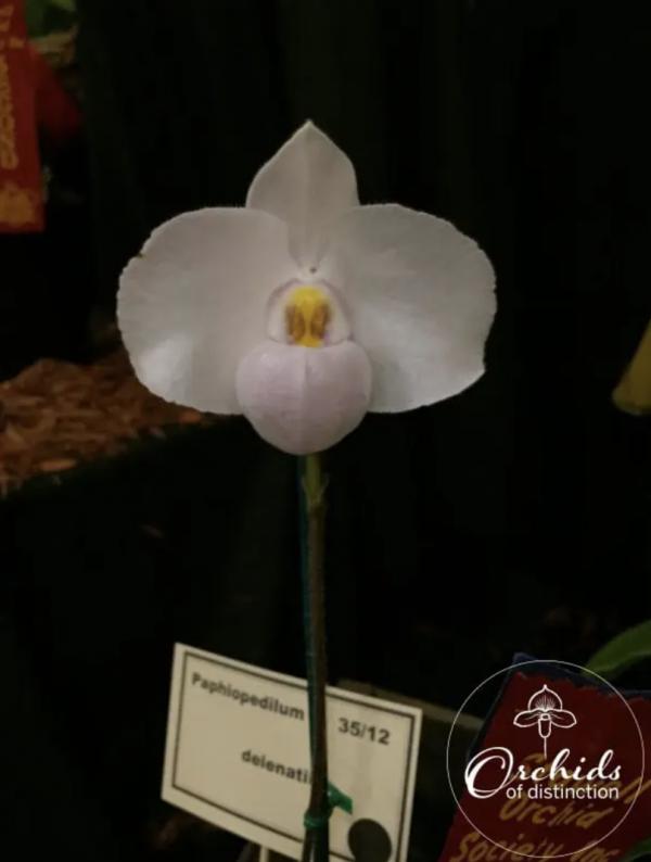Paph delenatii album ( ShenLiu x Dounan)