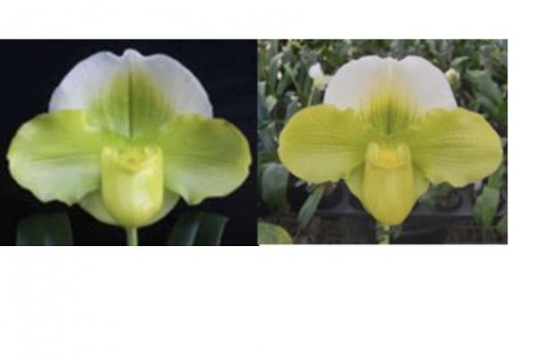 Paph Mem Teck Ying Yeowie x Malveena Sasso Edna May