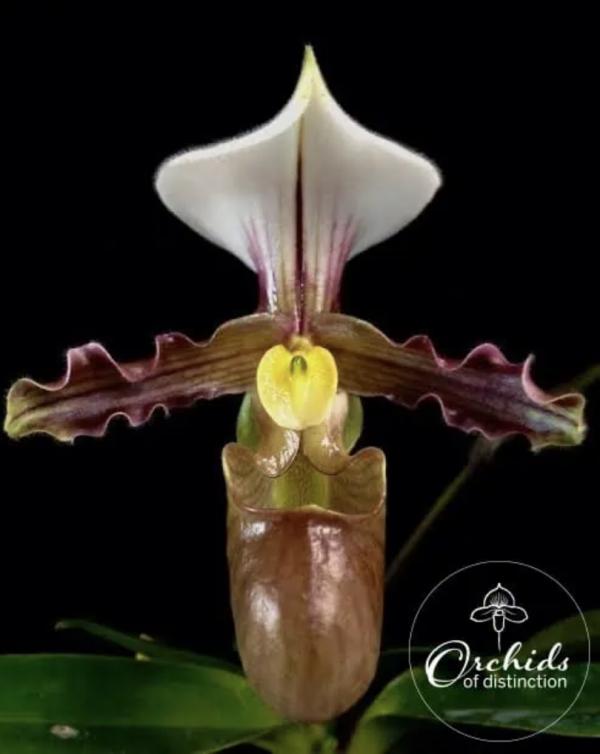 Paph tranlienianum (1 x 2)