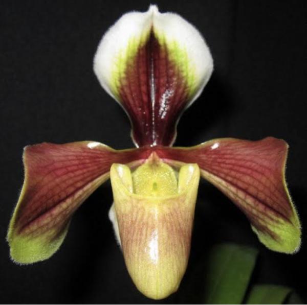 Paph villosum var annamense