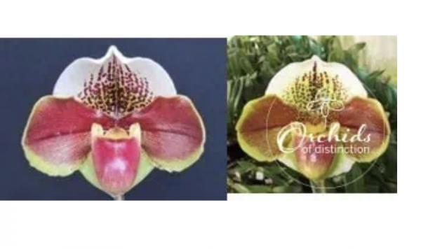 Paphiopedilum Winston Churchill x Oliver Ho