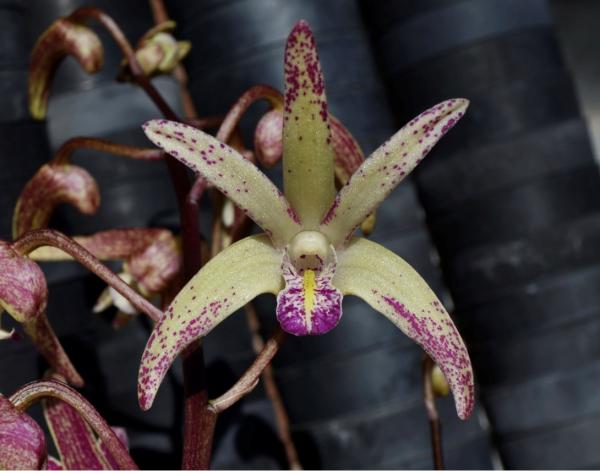 OON DENDROBIUM ORCHID 5058 SPECKLES SUNSET TIPSY CLONES 80MM POTS