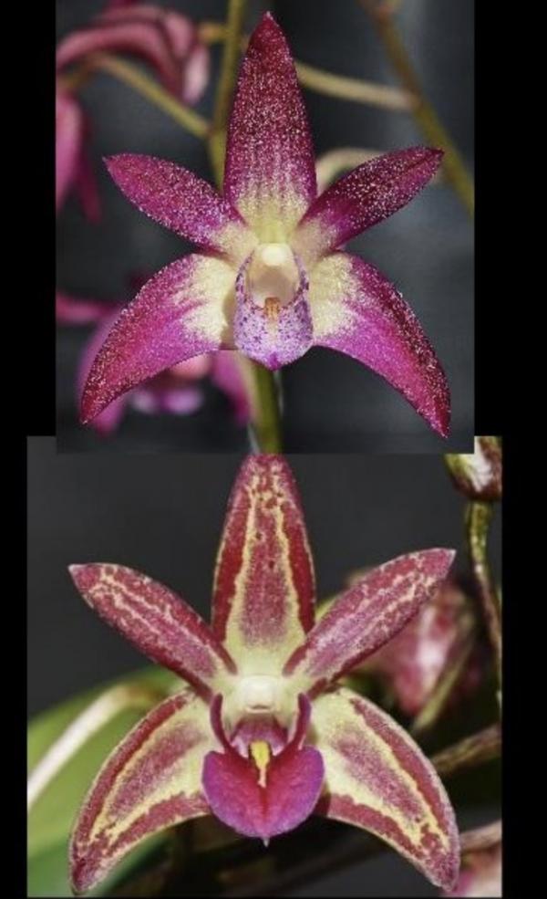 OoN Dendrobium Orchid 5360 Brimbank You Beauty X Bellinger Sheen 80mm Pots