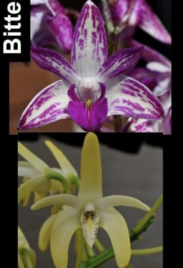 OoN Dendrobium Orchid 5420 Bittern (Vic Flare SVL X Spec Amanda) 80mm Pots