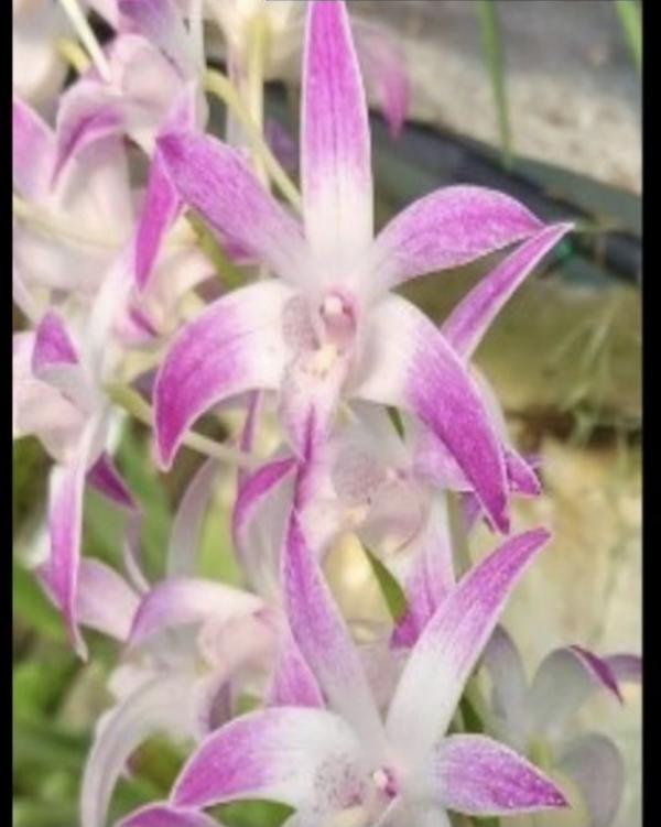 OON DENDROBIUM ORCHID NEWBOLD NORMAN GARDNER MERICLONES 80MMP
