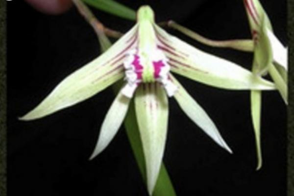 OoN Dockrillia 5860/GD2107 Grumpy George X Schoenina C Orchid 68mmP