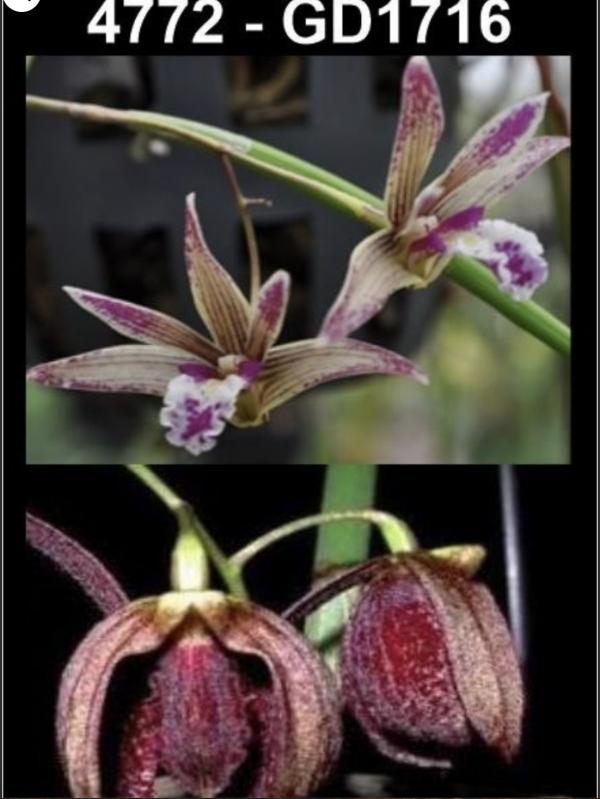 OoN Dockrillia GD1716/4772 Kalon ByrneDimos PW X Fuliginosa Les Orchid 110mmP