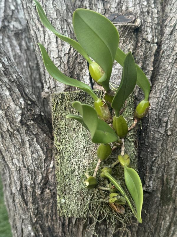 Mounted Bulbophyllum Fascination