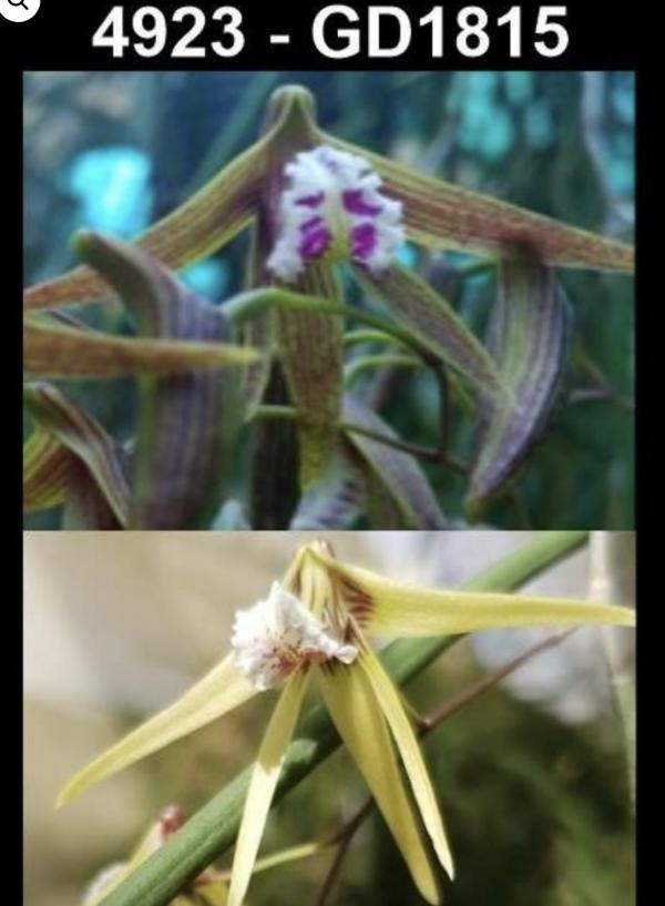 OoN Dockrillia GD1815/4923 Hot&Grumpy X (Doli XSuperRuffles) Orchid (B) 85mmBP