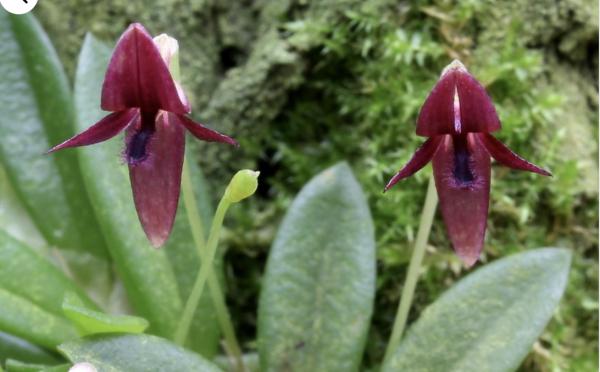 OoN Bulbophyllum Macphersonii Miniature Species Orchid Mounted On Cork FS