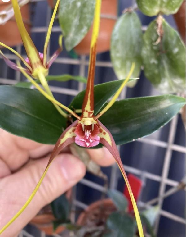 OoN Dendrobium Tetragonum VGig X Mel Red Lip Species Orchid (5980) Mts (A)