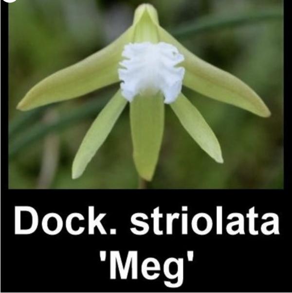 OoN Dockrillia Orchid Striolata Meg TP Mounts