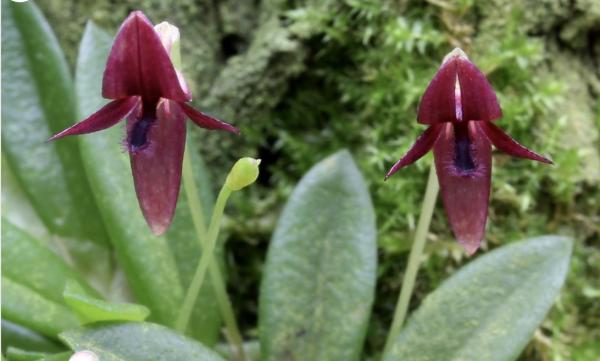 OoN Bulbophyllum Macphersonii Miniature Species Orchid Mounted On Cork FS