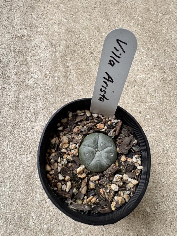 Lophophora williamsii var Villa Arista