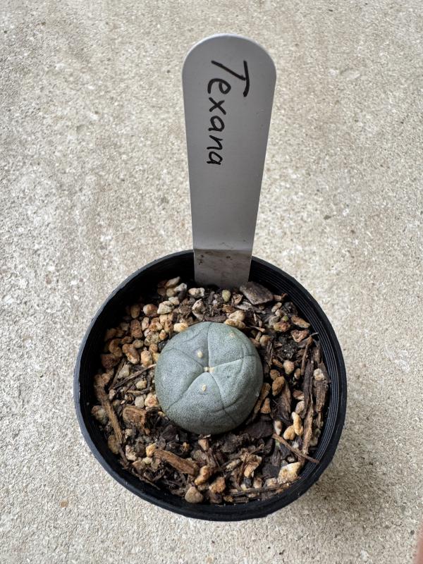 Lophophora williamsii var Texana