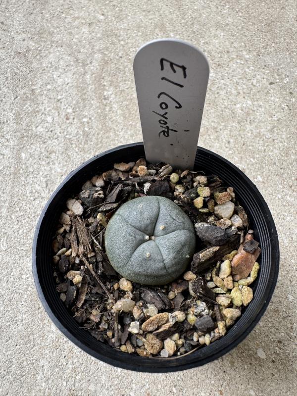 Lophophora williamsii var El Cayote