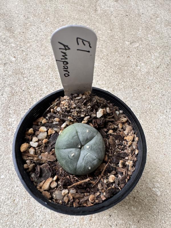 Lophophora williamsii var El Amparo