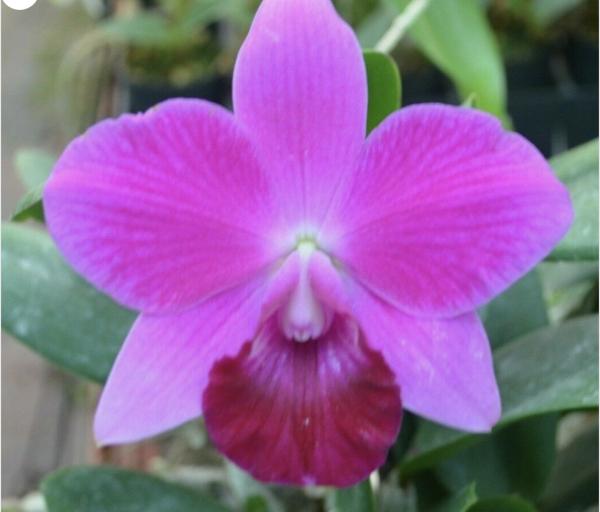 OoN Cattleya Orchid Lc Mini Purple Tamami FS Div 100mm Pot (G)