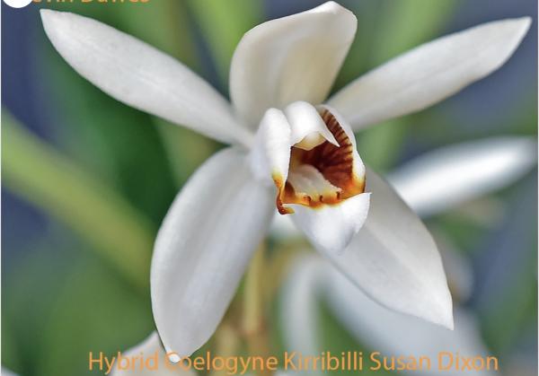 OoN Coelogyne Kirribilli Susan Dixon Orchid 100mm FS