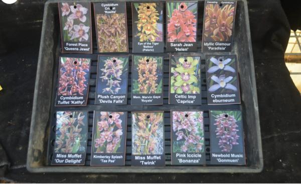 OoN 10 Assorted Cymbidium Mericlones Orchids In 68mm Pots