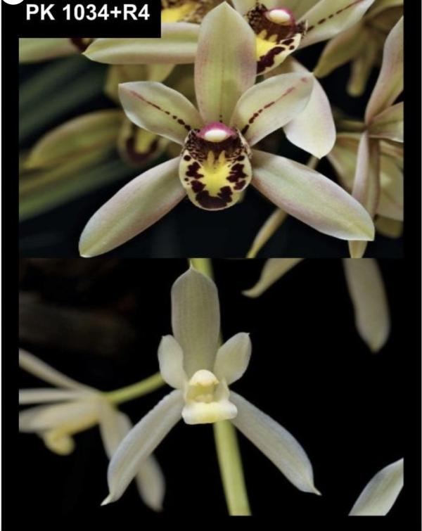 OoN Cymbidium Orchid PK1034R4 Prapay Luang X Dayanum Alba 125mm Pot