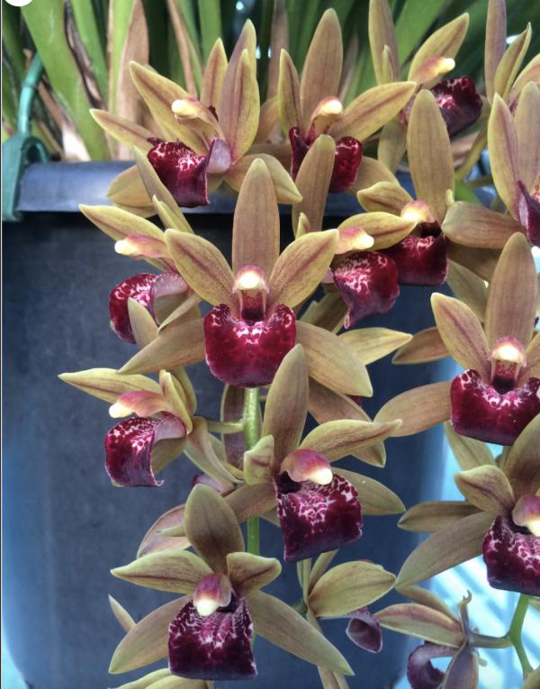OoN Cymbidium Orchid Kevbourkas J&D 4204 68mmPot