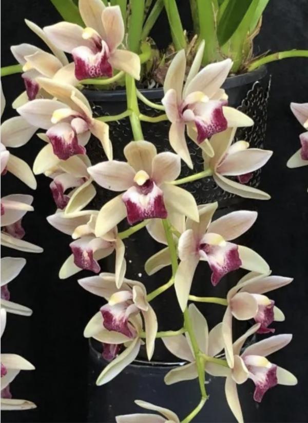 OoN Cymbidium Orchid Mary Green Lipstick (5050) 68mmPots