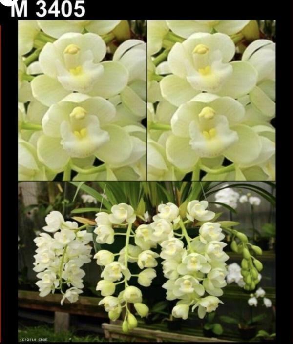 OoN Cymbidium Orchid Pure Sarah Snowball 5241 68mm SLC