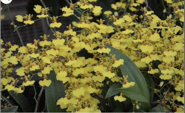 OoN Oncidium Flexuosum Newbold Species Orchid Mtd