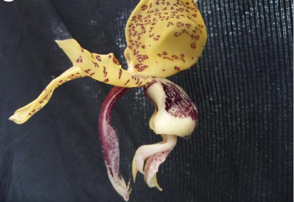 OoN Stanhopea Insignis Species Orchid 68mm Sq Pot