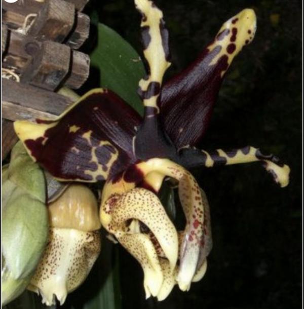 OoN Stanhopea Tigrina Black Tiger X Self Species Orchid (68mm Pot)
