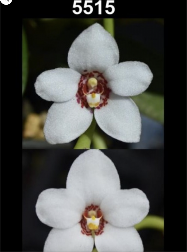 OoN Sarcochilus 5515 Hartmannii SS1 X SS2 Species Orchid 80mmP